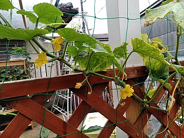 f:id:opamee:20190715123155j:plain f:id:opamee:20190715123155j:plain