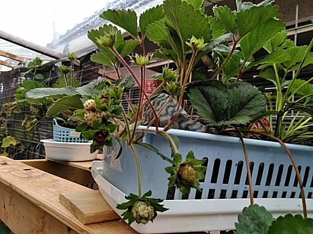 f:id:opamee:20190715123747j:plain f:id:opamee:20190715123747j:plain