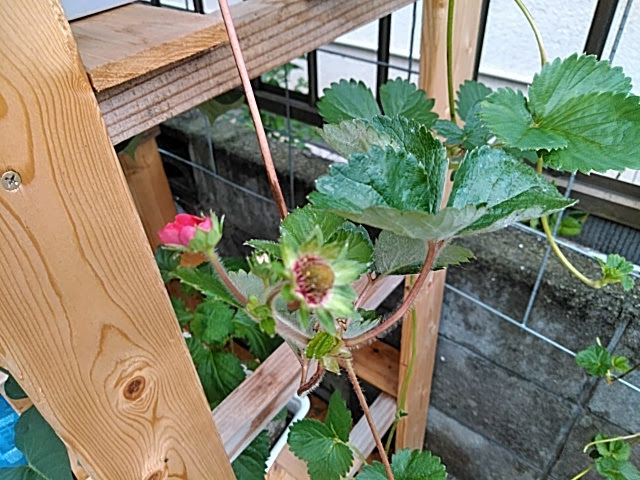 f:id:opamee:20190715123824j:plain f:id:opamee:20190715123824j:plain