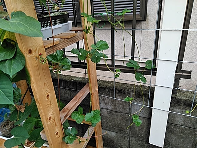 f:id:opamee:20190715123843j:plain f:id:opamee:20190715123843j:plain