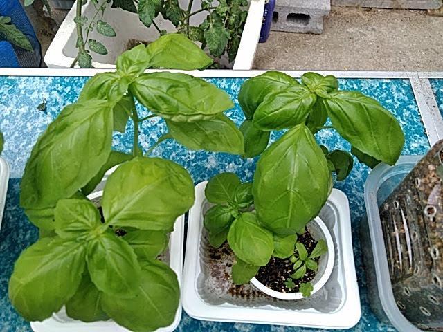 f:id:opamee:20190715124307j:plain f:id:opamee:20190715124307j:plain
