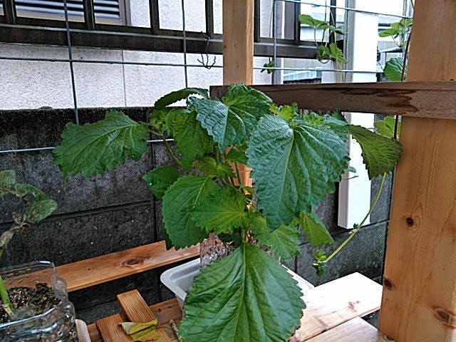 f:id:opamee:20190715124653j:plain f:id:opamee:20190715124653j:plain