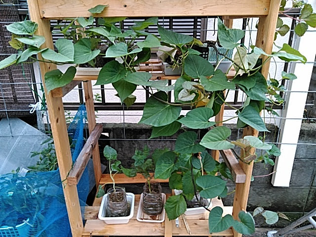 f:id:opamee:20190715193915j:plain f:id:opamee:20190715193915j:plain