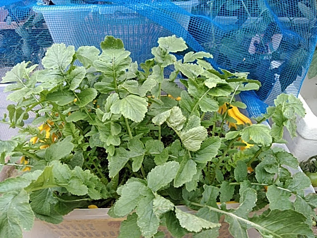 f:id:opamee:20190715194438j:plain f:id:opamee:20190715194438j:plain