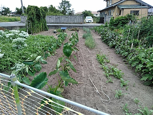 f:id:opamee:20190717214249j:plain f:id:opamee:20190717214249j:plain
