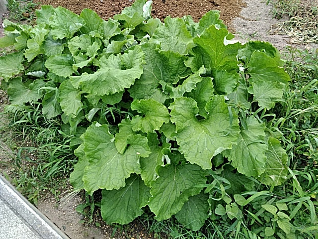 f:id:opamee:20190717214556j:plain f:id:opamee:20190717214556j:plain
