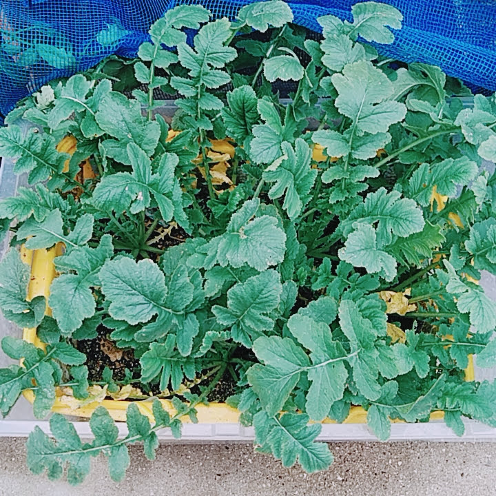 f:id:opamee:20190722223349j:plain f:id:opamee:20190722223349j:plain