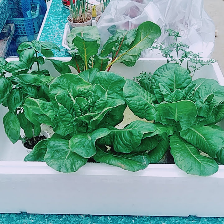 f:id:opamee:20190722224027j:plain f:id:opamee:20190722224027j:plain