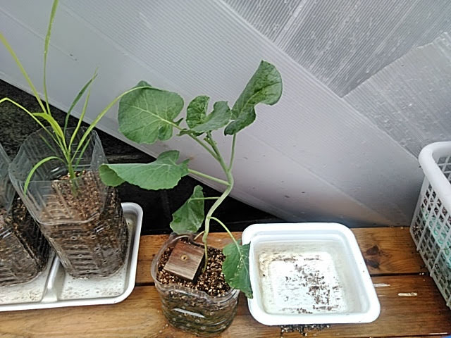 f:id:opamee:20190722224517j:plain f:id:opamee:20190722224517j:plain
