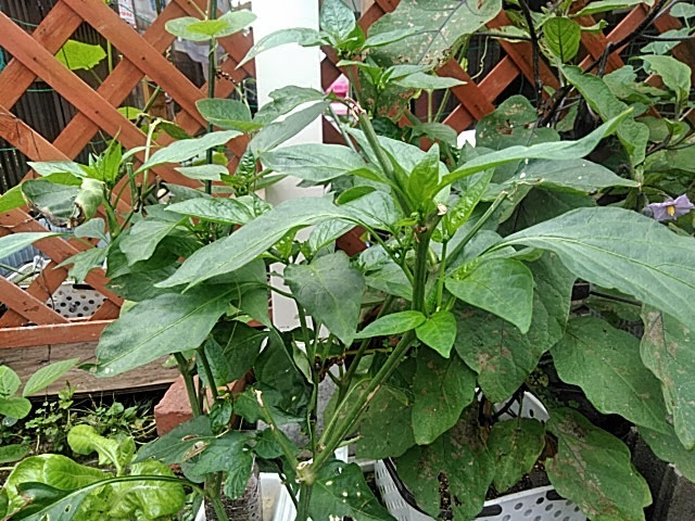 f:id:opamee:20190722224818j:plain f:id:opamee:20190722224818j:plain