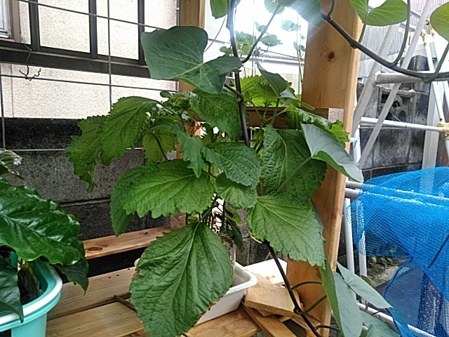 f:id:opamee:20190722225456j:plain f:id:opamee:20190722225456j:plain