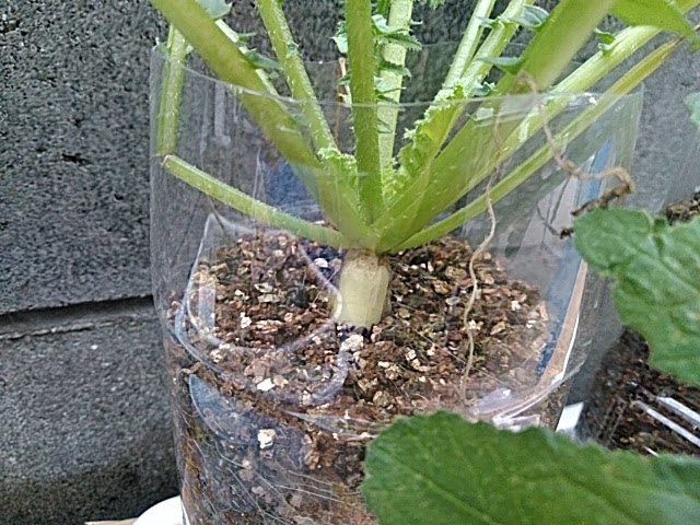 f:id:opamee:20190725214918j:plain f:id:opamee:20190725214918j:plain