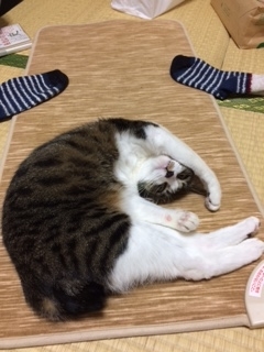 f:id:opantuemperor:20190329171813j:plain f:id:opantuemperor:20190329171813j:plain