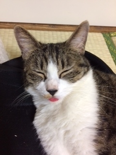f:id:opantuemperor:20190329171938j:plain f:id:opantuemperor:20190329171938j:plain