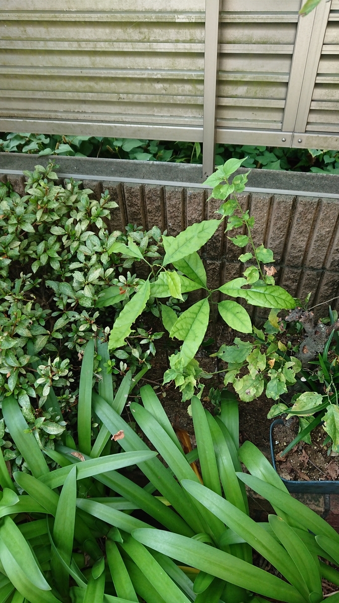 f:id:opensourcetech:20190801080204j:plain