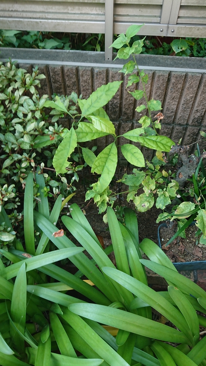 f:id:opensourcetech:20190802071215j:plain