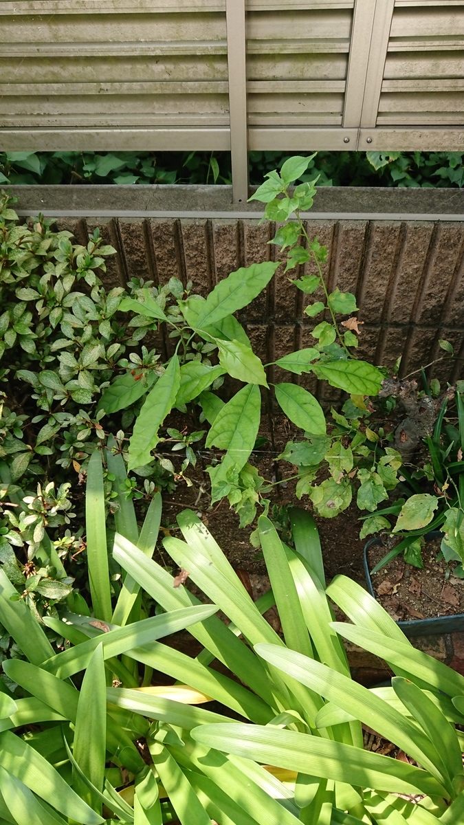 f:id:opensourcetech:20190803101232j:plain