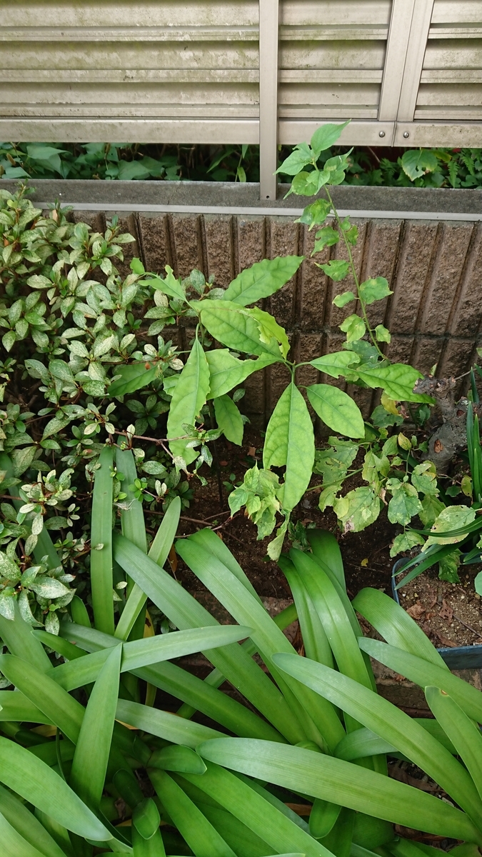 f:id:opensourcetech:20190804081518j:plain