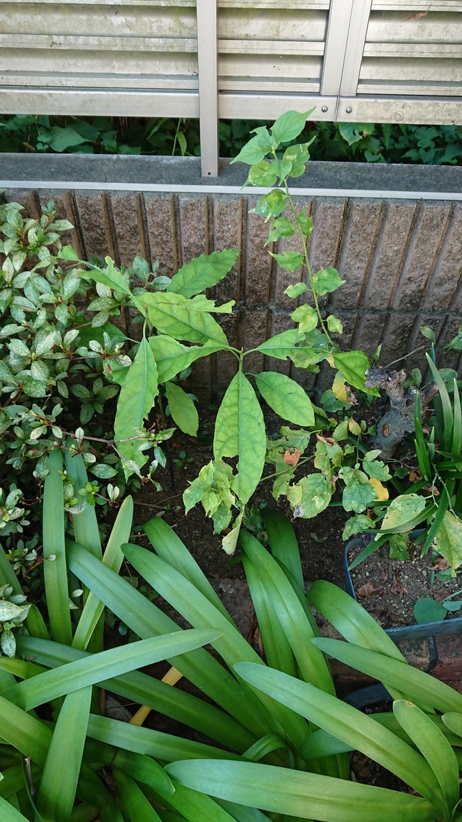 f:id:opensourcetech:20190807070815j:plain