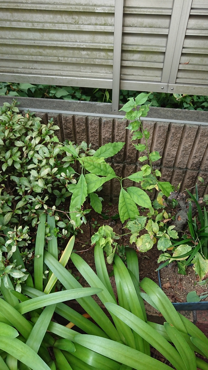 f:id:opensourcetech:20190808071113j:plain