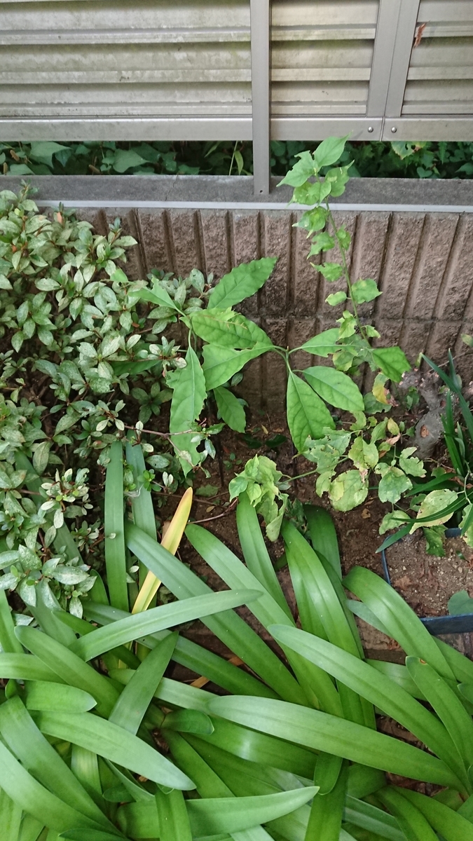 f:id:opensourcetech:20190810052525j:plain