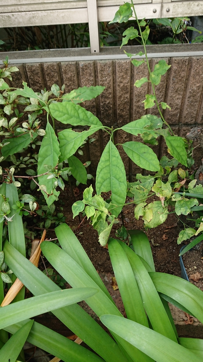 f:id:opensourcetech:20190812095051j:plain
