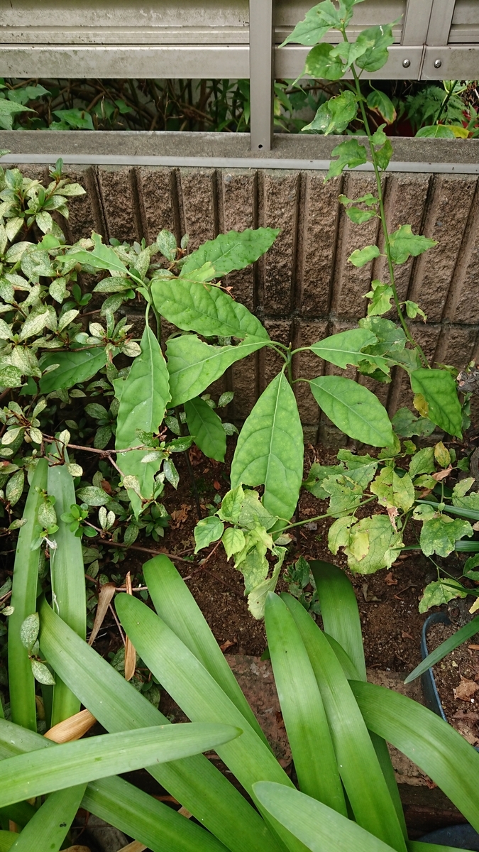 f:id:opensourcetech:20190813094044j:plain