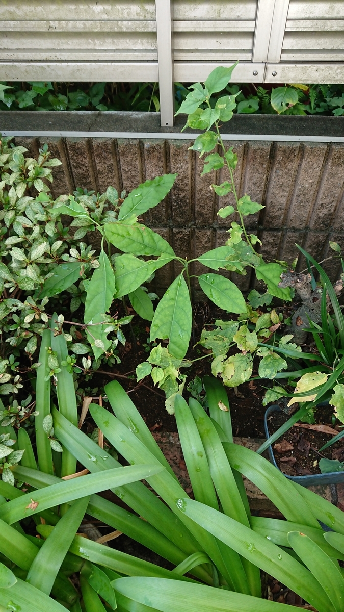 f:id:opensourcetech:20190814081049j:plain