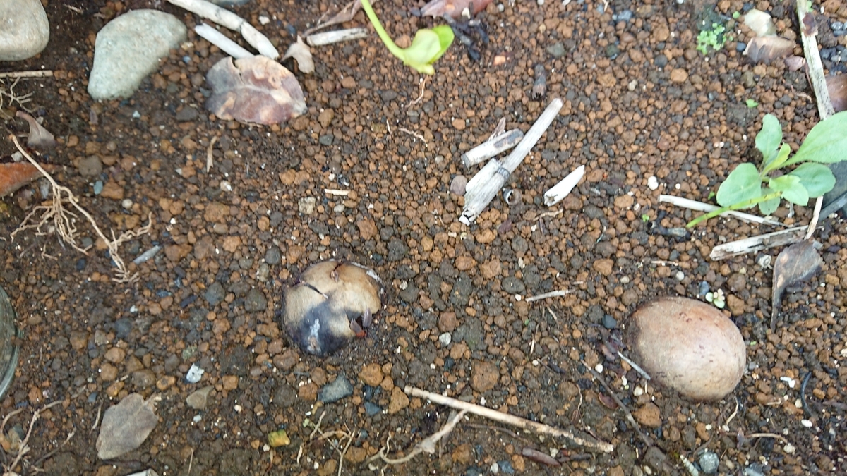 f:id:opensourcetech:20190814081109j:plain