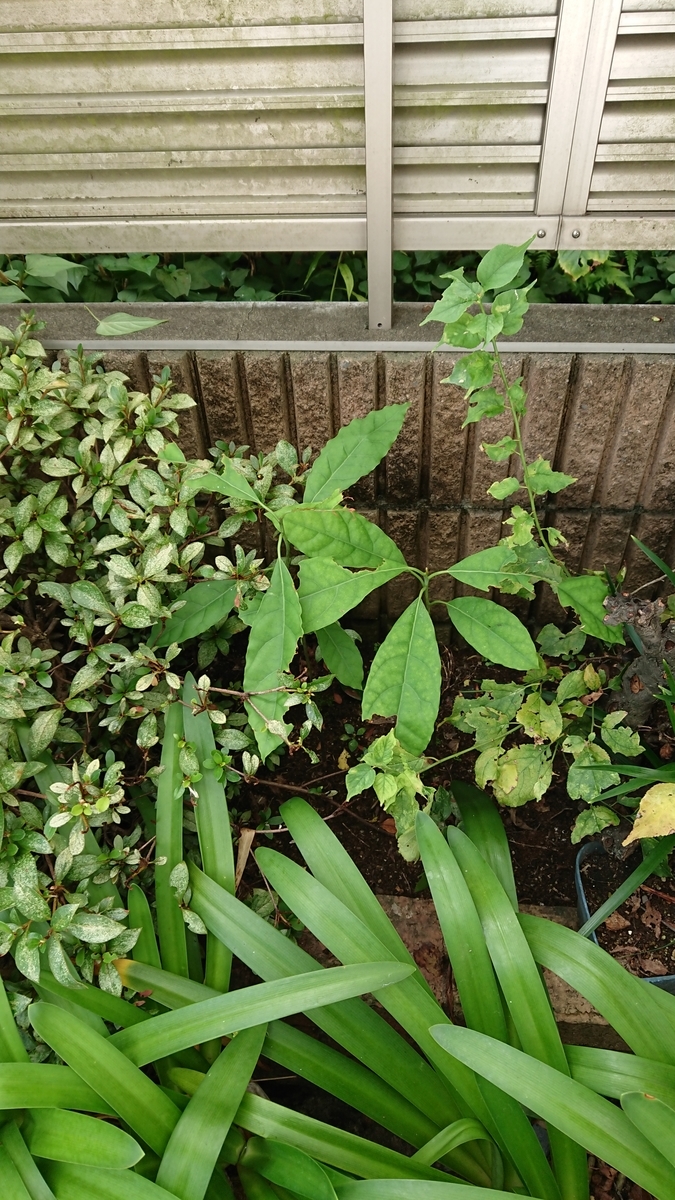 f:id:opensourcetech:20190815092312j:plain