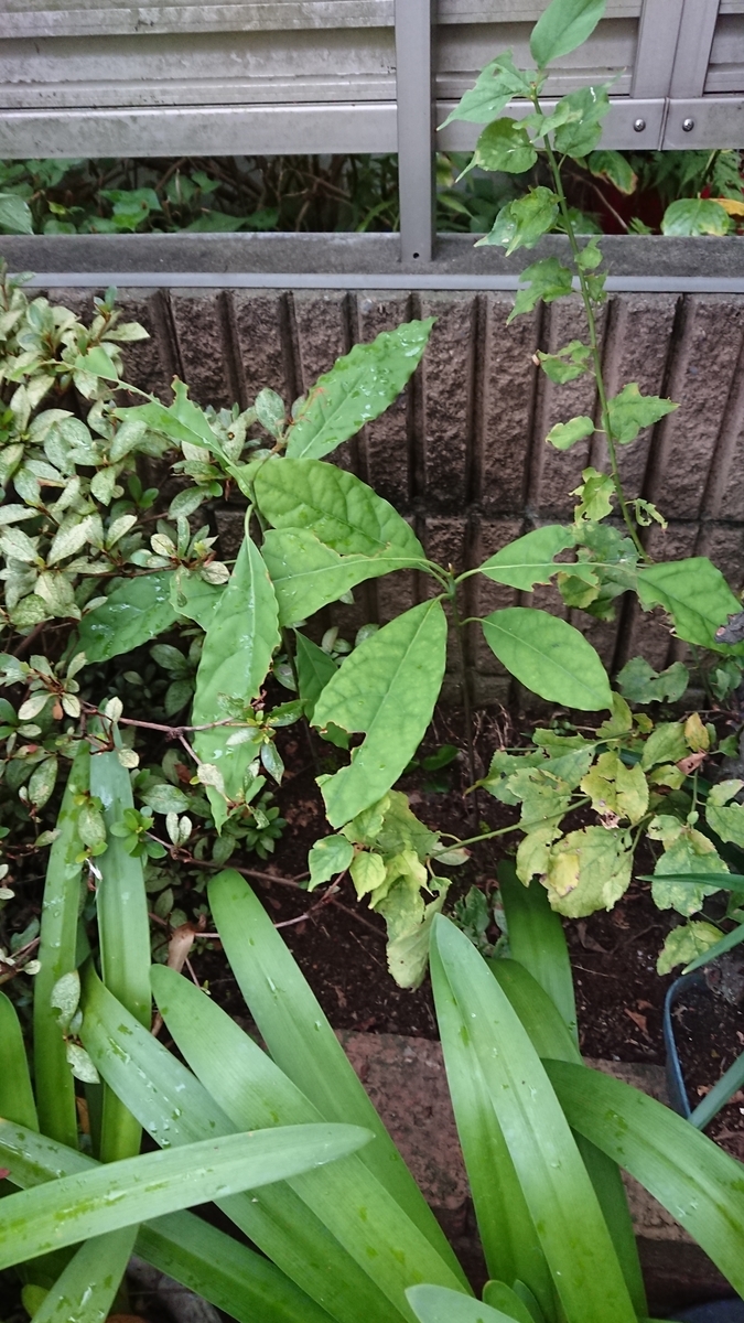 f:id:opensourcetech:20190816071935j:plain