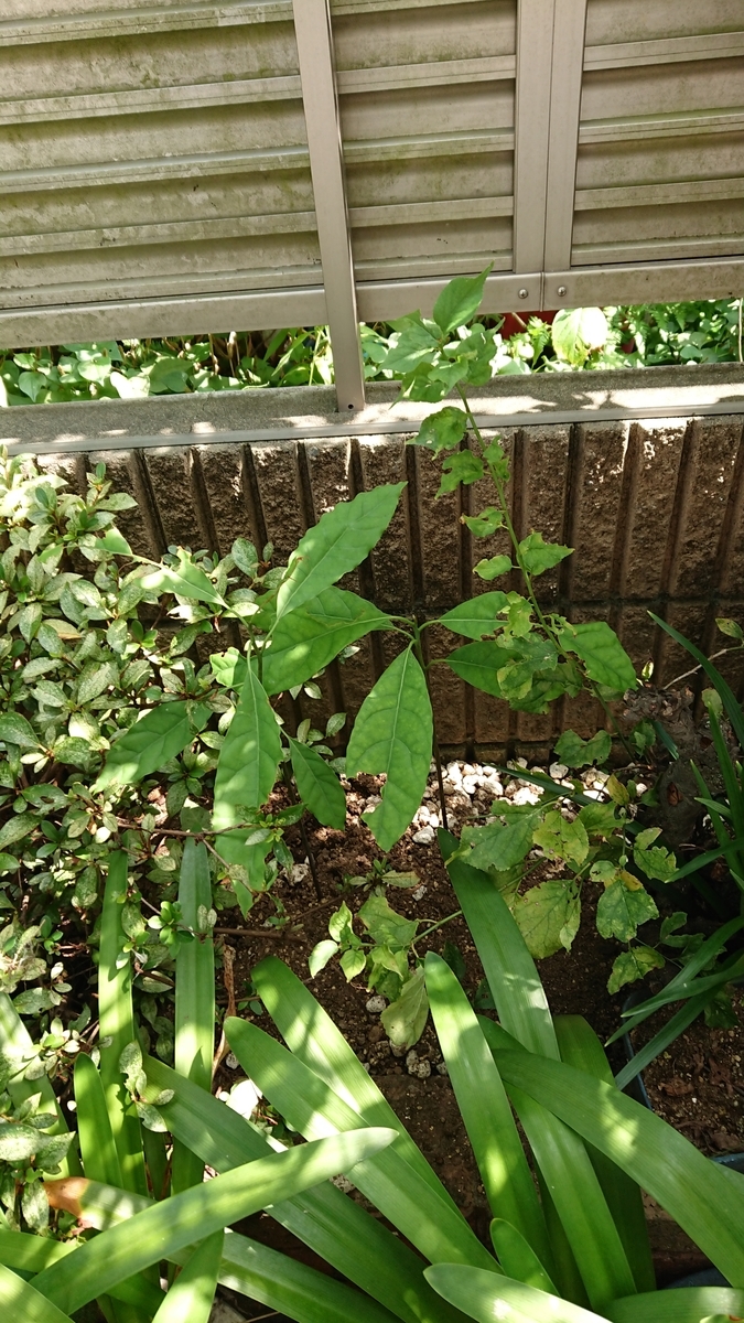 f:id:opensourcetech:20190817133706j:plain