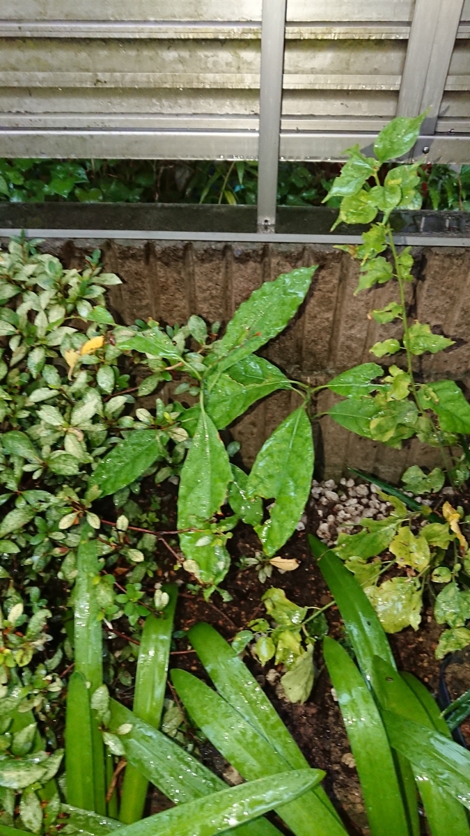 f:id:opensourcetech:20190820070833j:plain