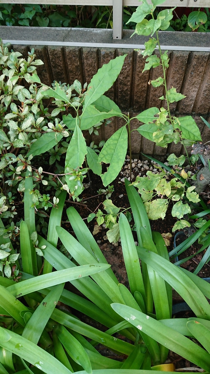 f:id:opensourcetech:20190821065808j:plain