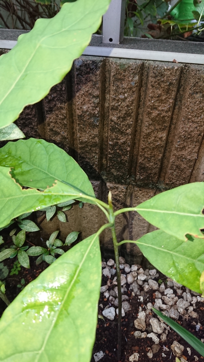 f:id:opensourcetech:20190822075040j:plain