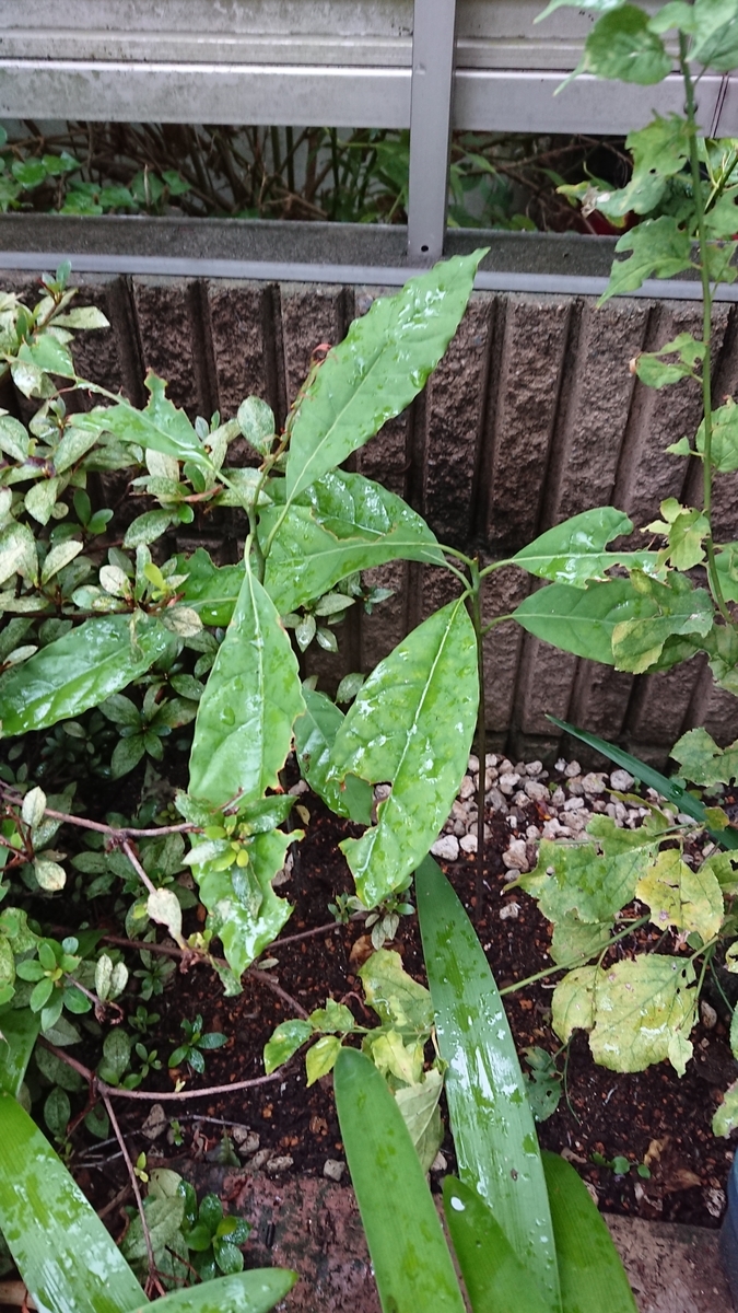 f:id:opensourcetech:20190823064936j:plain
