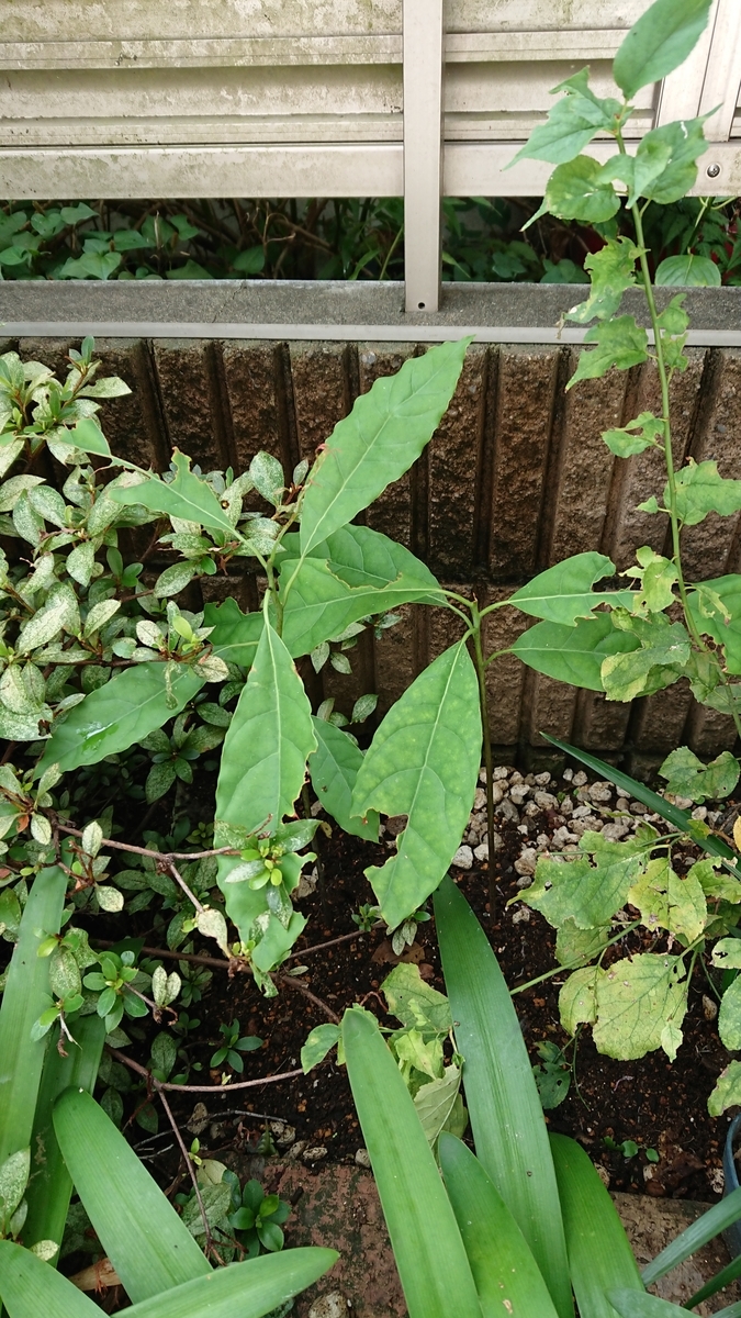 f:id:opensourcetech:20190824095652j:plain