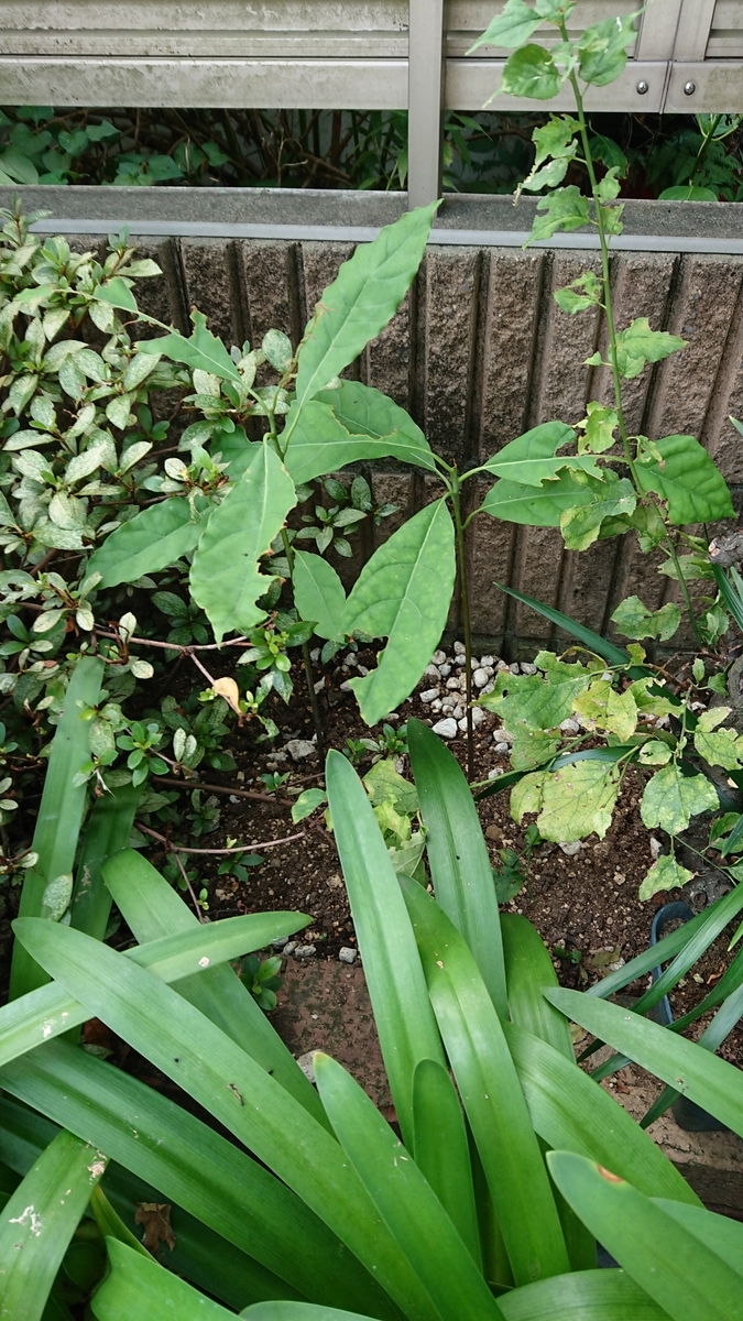 f:id:opensourcetech:20190827073223j:plain