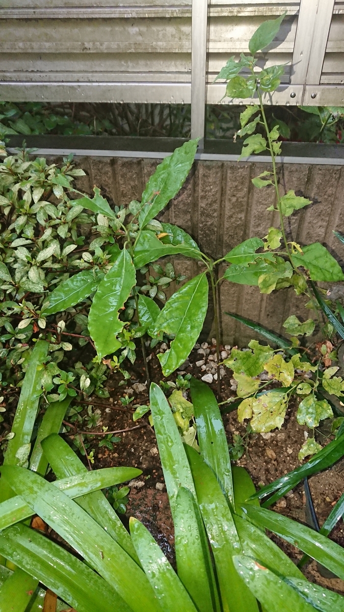 f:id:opensourcetech:20190830071151j:plain
