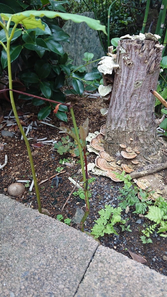 f:id:opensourcetech:20190905071357j:plain