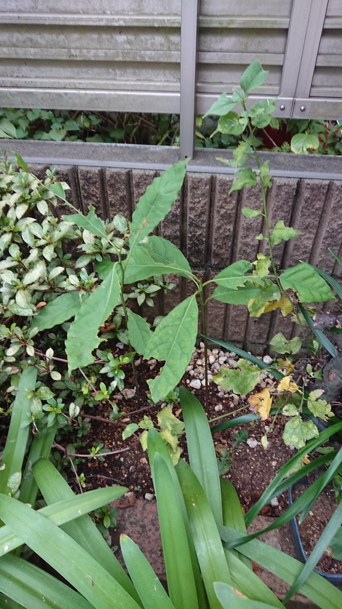 f:id:opensourcetech:20190905071410j:plain