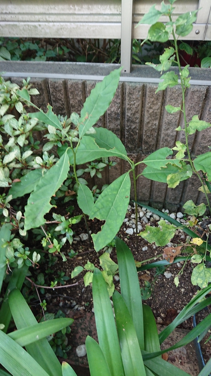 f:id:opensourcetech:20190906071229j:plain
