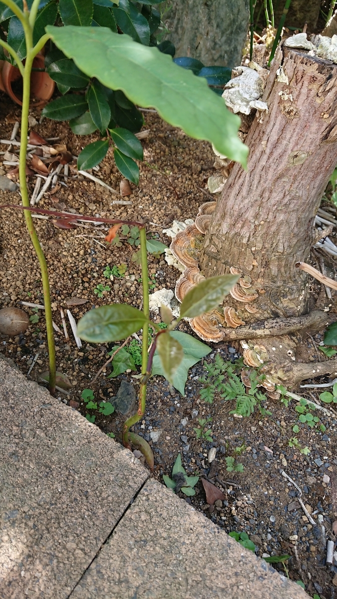 f:id:opensourcetech:20190907100538j:plain
