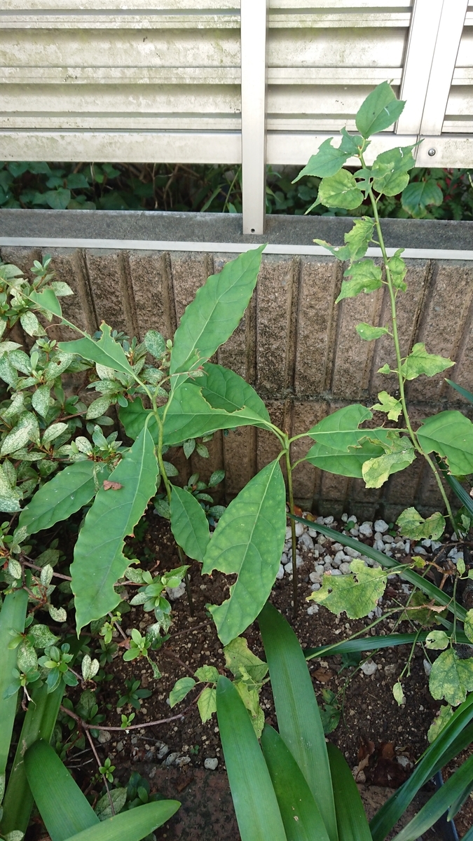 f:id:opensourcetech:20190907100548j:plain