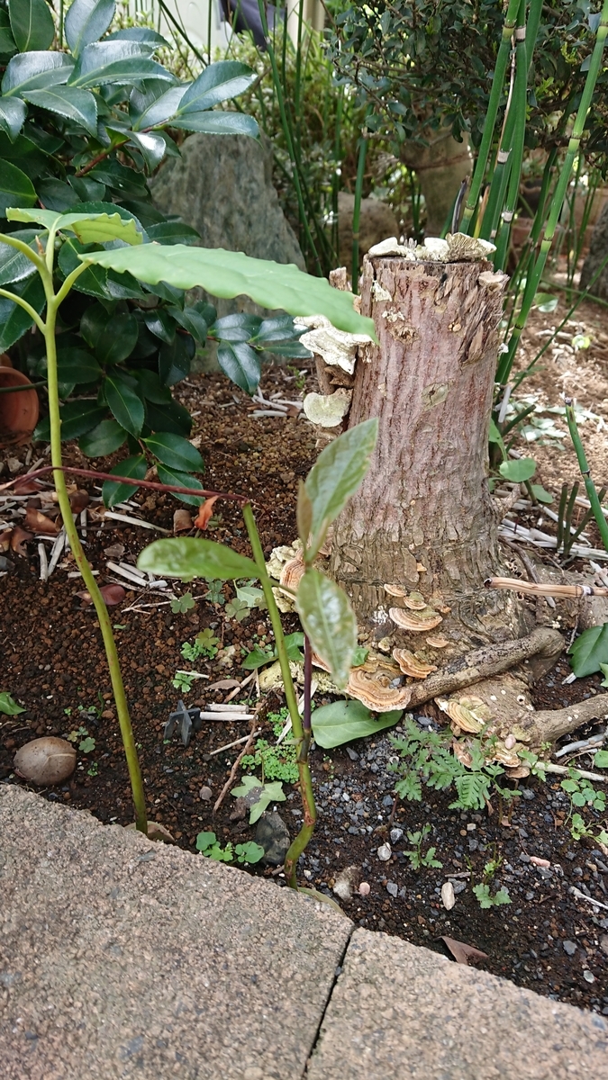 f:id:opensourcetech:20190908092954j:plain