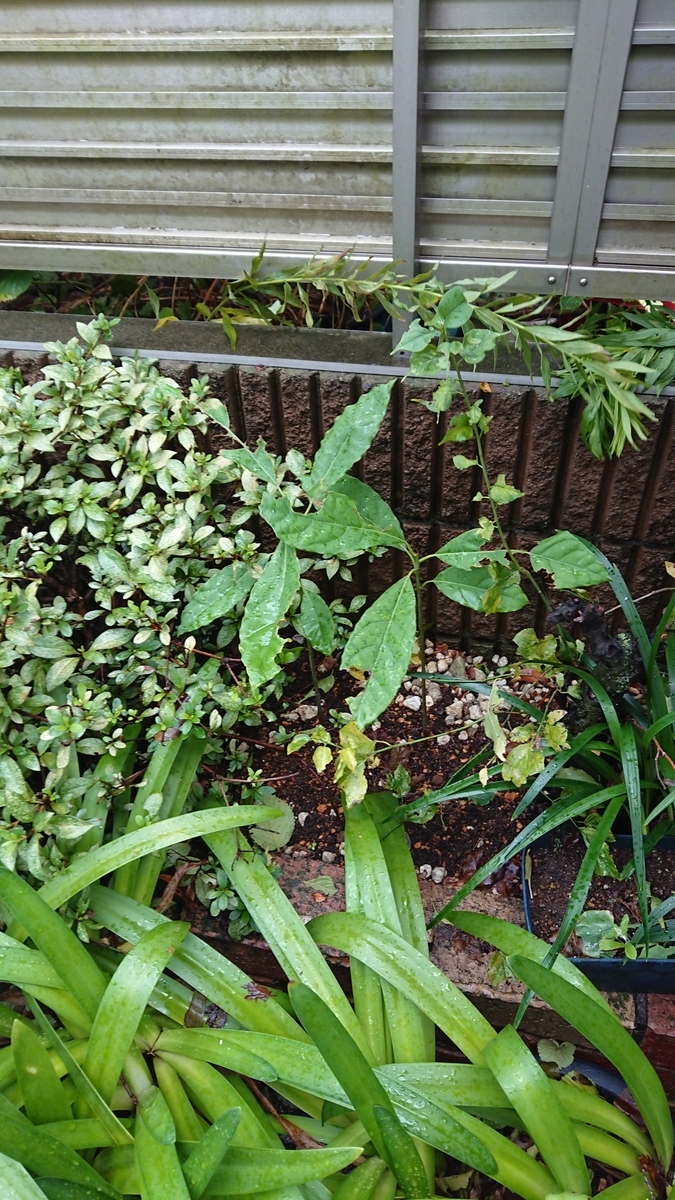 f:id:opensourcetech:20190909080438j:plain