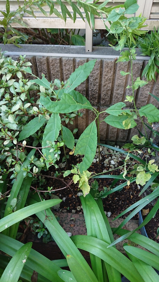 f:id:opensourcetech:20190910071954j:plain
