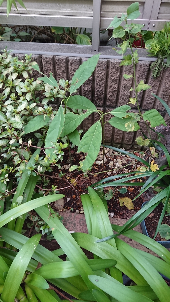 f:id:opensourcetech:20190913071639j:plain