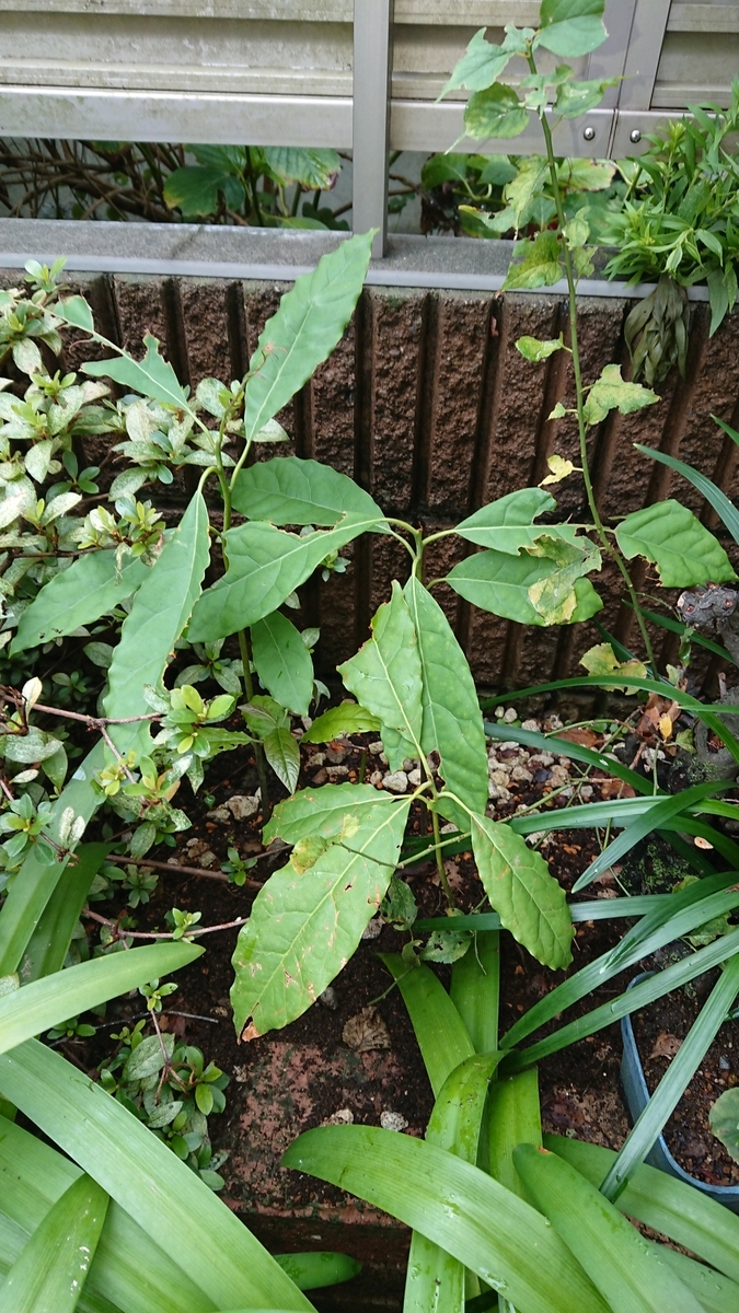 f:id:opensourcetech:20190916153340j:plain