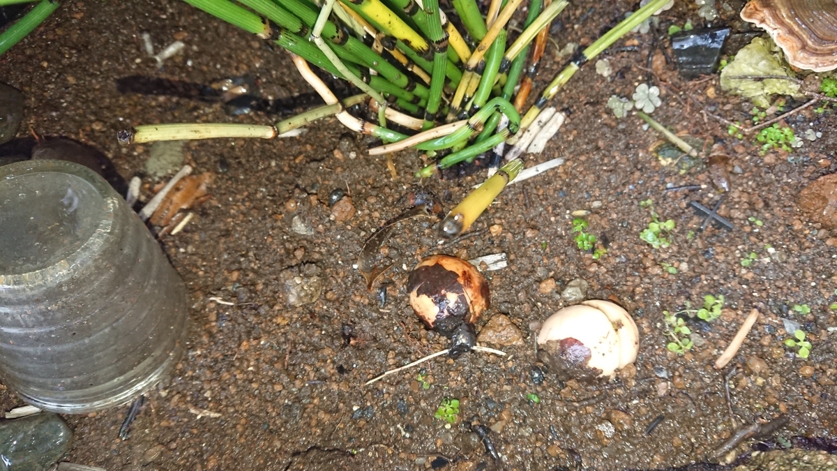 f:id:opensourcetech:20191006093245j:plain